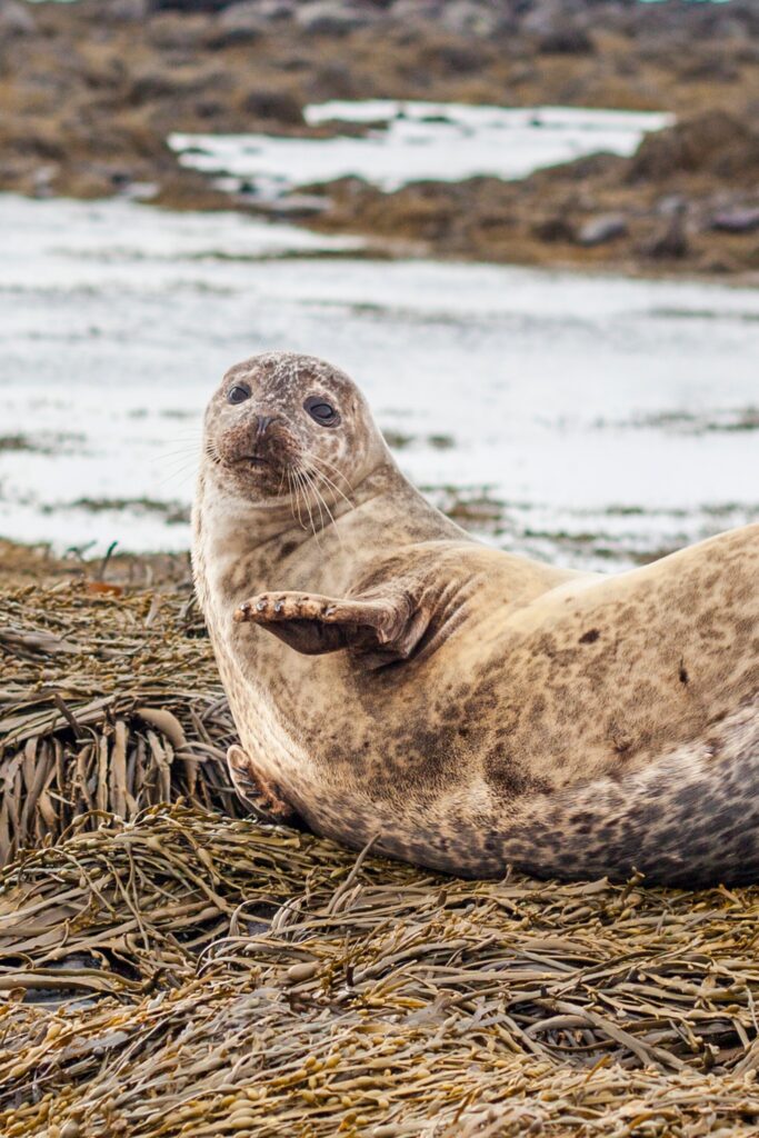 6 giorni in islanda - pacchetti vacanze di Elysia Tours. Foca sulla spiaggia di Ytri Tunga sulla penisola Snæfellsnes.